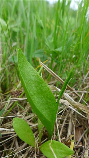 Ophioglossum vulgare