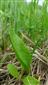 Ophioglossum vulgare