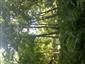 Lipovo-javorové sutinové lesy (16.7.2014)