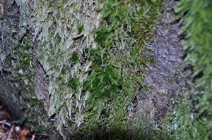Dicranum viride v TMP_1