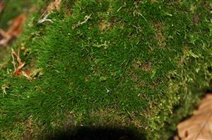 Dicranum viride v TMP_8