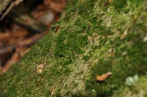 Dicranum viride v TMP_9