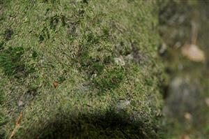 Dicranum viride v TMP_13