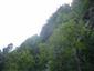 Smrekovcovo-limbové lesy (16.7.2015)