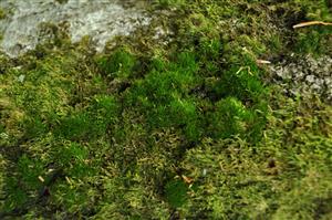 Dicranum viride v TMP_4
