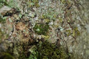 Dicranum viride v TMP_3