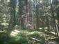 Smrekovcovo-limbové lesy (16.7.2015)
