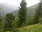 Smrekovcovo-limbové lesy (14.7.2015)