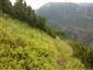Smrekovcovo-limbové lesy (15.7.2015)