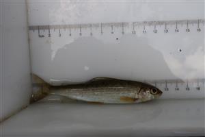 Thymallus thymallus Hnilec Prakovce
