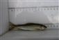 Thymallus thymallus Hnilec Prakovce