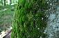 Dicranum viride v TMP_8