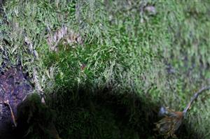 Dicranum viride v TMP_9