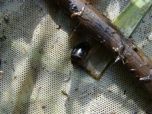 Hydaticus transversalis