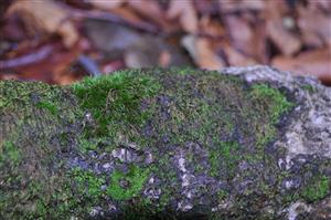 Dicranum viride v TMP_22