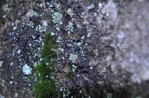 Dicranum viride v TMP_19