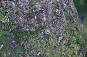 Dicranum viride v TMP_21