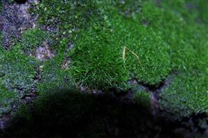 Dicranum viride v TMP_4
