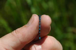 Samček dospelca (imágo) šidielka Coenagrion ornatum, TML Lesenice