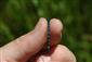 Samček dospelca (imágo) šidielka Coenagrion ornatum, TML Lesenice