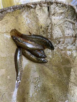 Umbra krameri