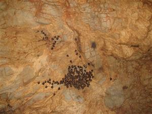 zimujúca agregácia Rhinolophus hipposideros