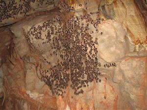 zimujúca agregácia Rhinolophus euryale