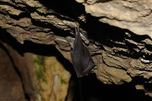 zimujúci jedinec Rhinolophus hipposideros