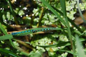 Lesenice, tandem Coenagrion ornatum na TML