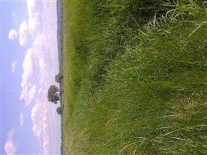 Chrastnice, horná časť TML pod mostom hradskej Chrastnice-Lesenice, v tejto časti s porastom Phragmites australis.