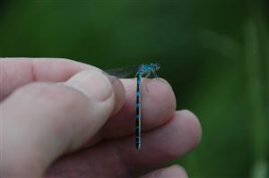 Samica šidielka Coenagrion ornatum
