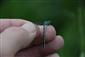 Samica šidielka Coenagrion ornatum