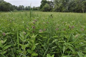 Invázny Asclepias syriaca v poraste