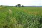 Chrastnice, horná časť TML s porastom Phragmites australis v koryte Trebušovského potoka