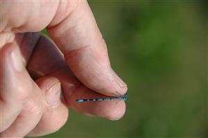 Chrastnice, TML, samček Coenagrion ornatum