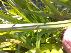 Exúvium šidielka Coenagrion ornatum