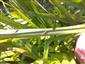 Exúvium šidielka Coenagrion ornatum