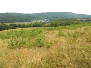 najvyssia centralna cast lokality s nastupujucou sukcesiou