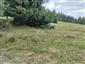myšovka horská (29.7.2026)