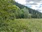 myšovka horská (7.8.2026)