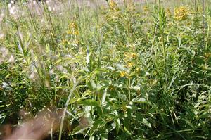 Pohľad do biotopu - Lysimachia vulgaris