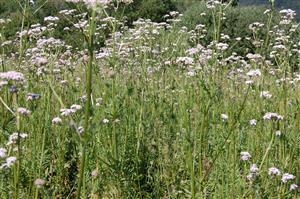 Pohľad do biotopu - Valeriana officinalis