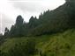 Smrekovcovo-limbové lesy (14.7.2015)