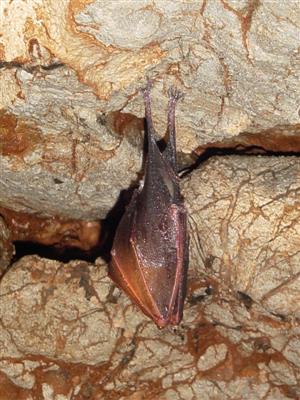 zimujúci Rhinolophus hipposideros