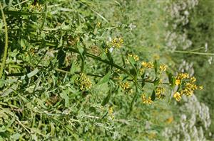 Lysimachia vulgaris
