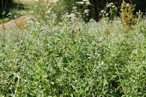 Pohľad do biotopu - Mentha longifolia