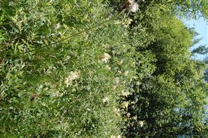 Pohľad do biotopu s Filipendula ulmaria
