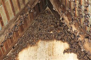 kolónia Myotis myotis