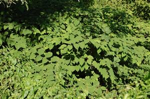 Fallopia   japonica