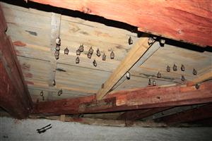 kolónia podkovárov malých v podkroví